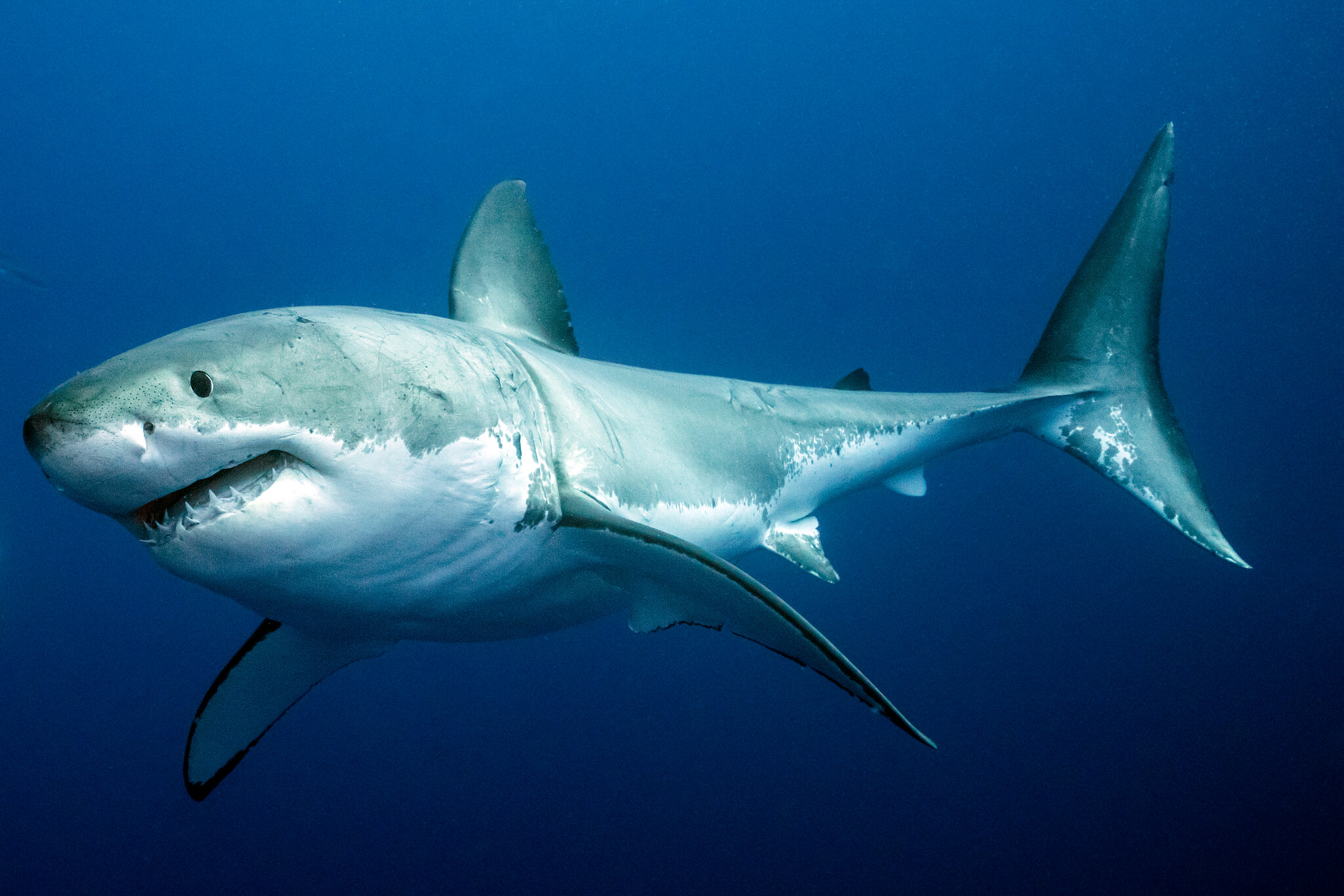 Image Of Shark - KibrisPDR