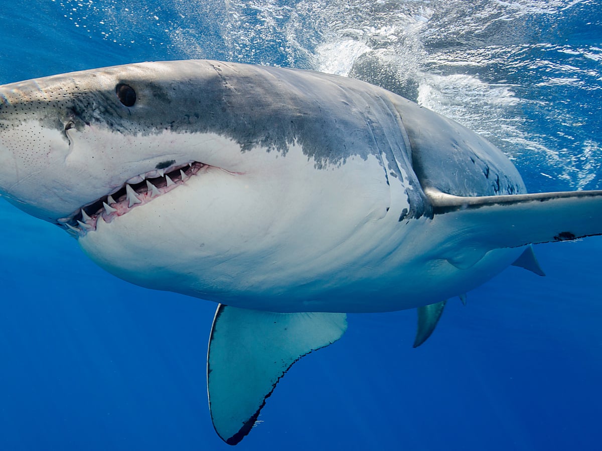 Detail Image Of Shark Nomer 15