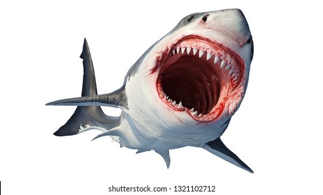 Detail Image Of Shark Nomer 30