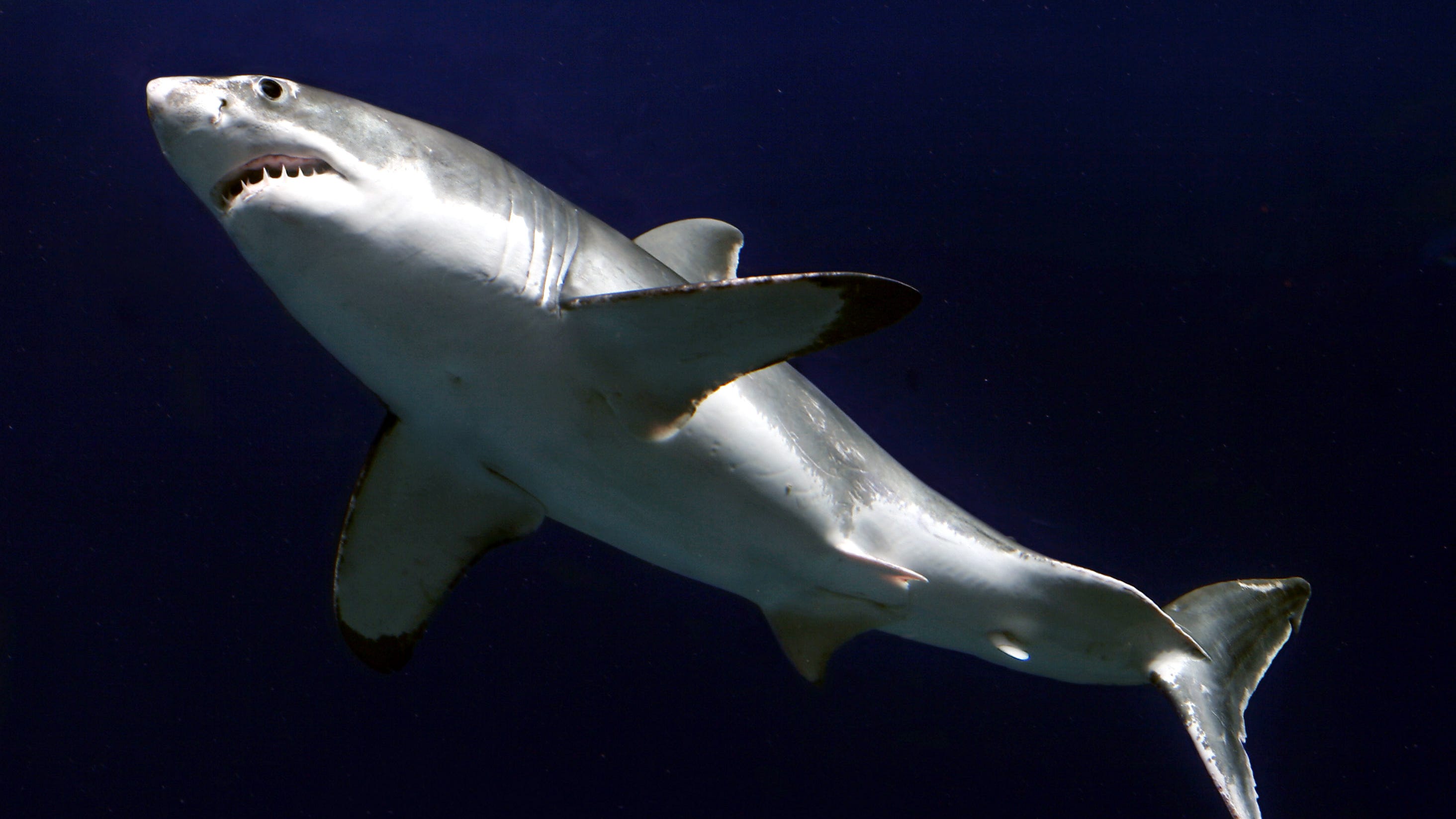 Detail Image Of Shark Nomer 32