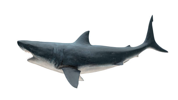 Detail Image Of Shark Nomer 48