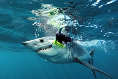 Detail Image Of Shark Nomer 49