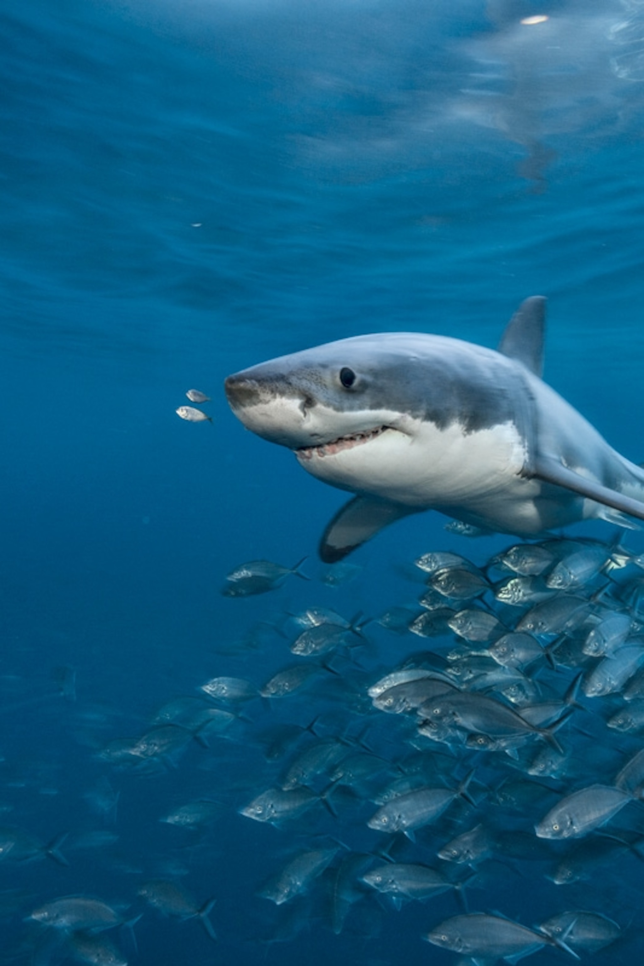 Image Of Shark Fish - KibrisPDR