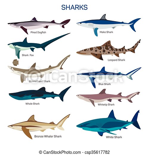 Detail Image Of Shark Fish Nomer 17