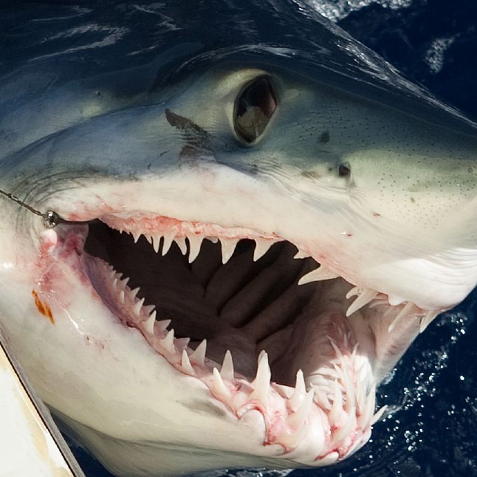 Detail Image Of Shark Fish Nomer 24