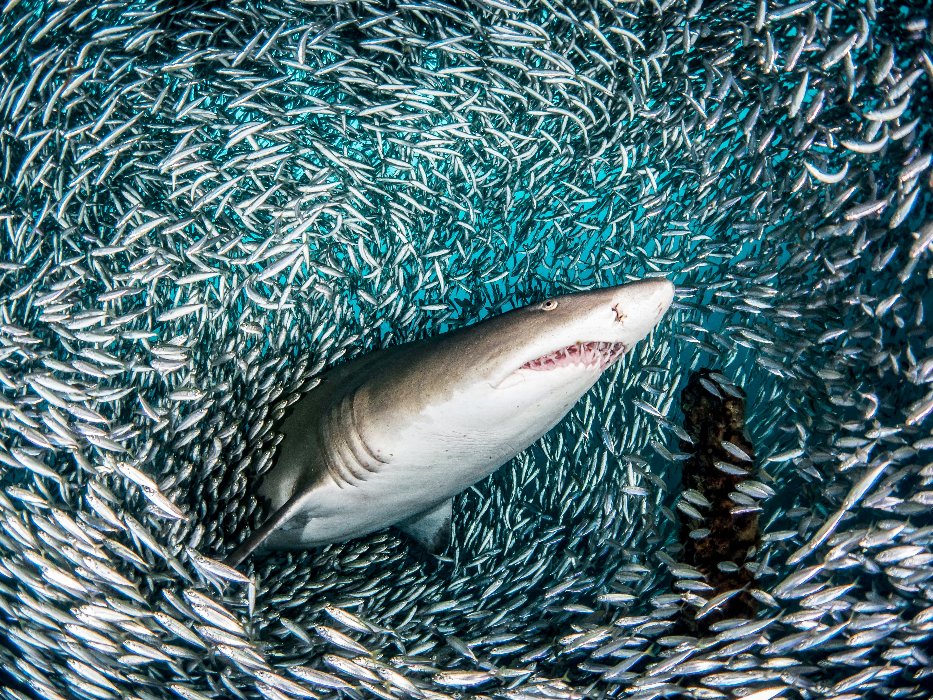 Detail Image Of Shark Fish Nomer 25