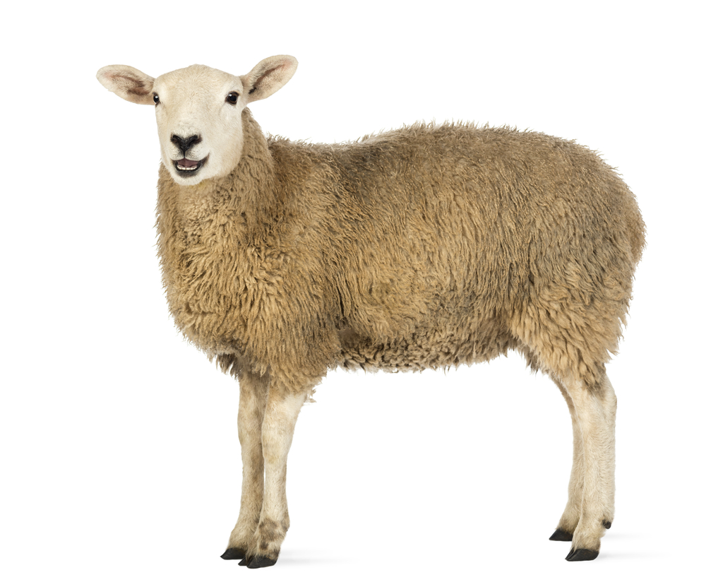 Detail Image Of Sheep Nomer 25