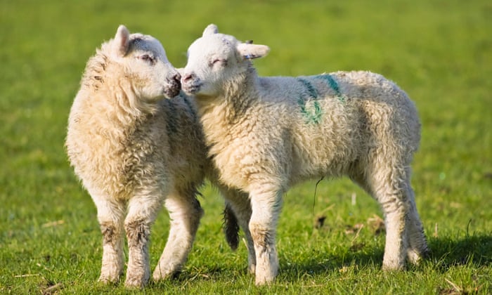 Detail Image Of Sheep Nomer 46