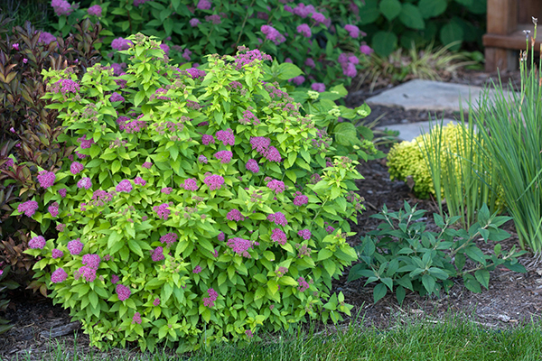 Detail Image Of Shrubs Plants Nomer 20