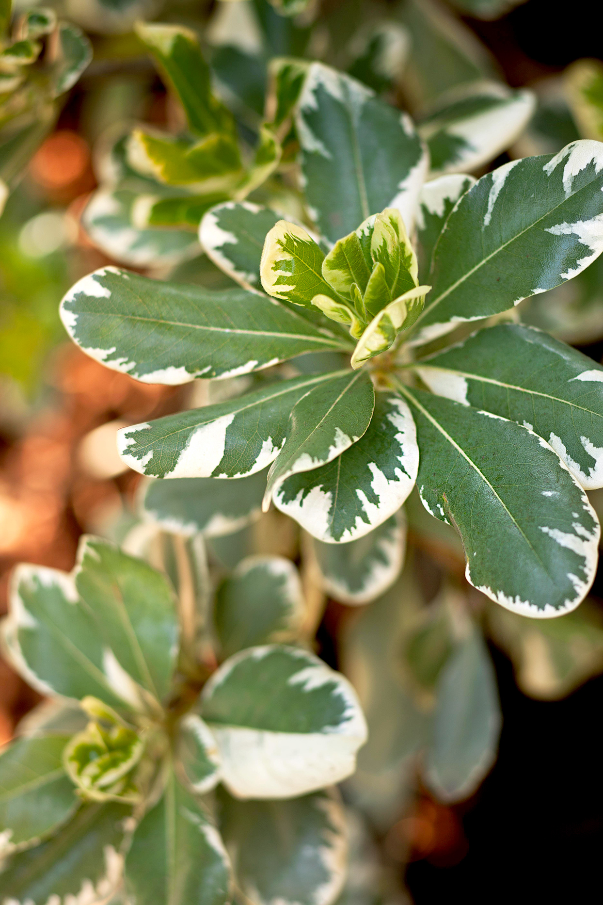 Detail Image Of Shrubs Plants Nomer 30