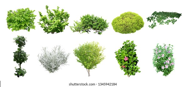 Detail Image Of Shrubs Plants Nomer 6