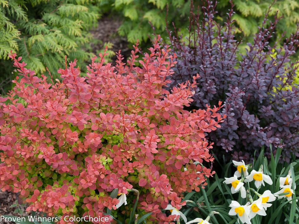 Detail Image Of Shrubs Plants Nomer 53