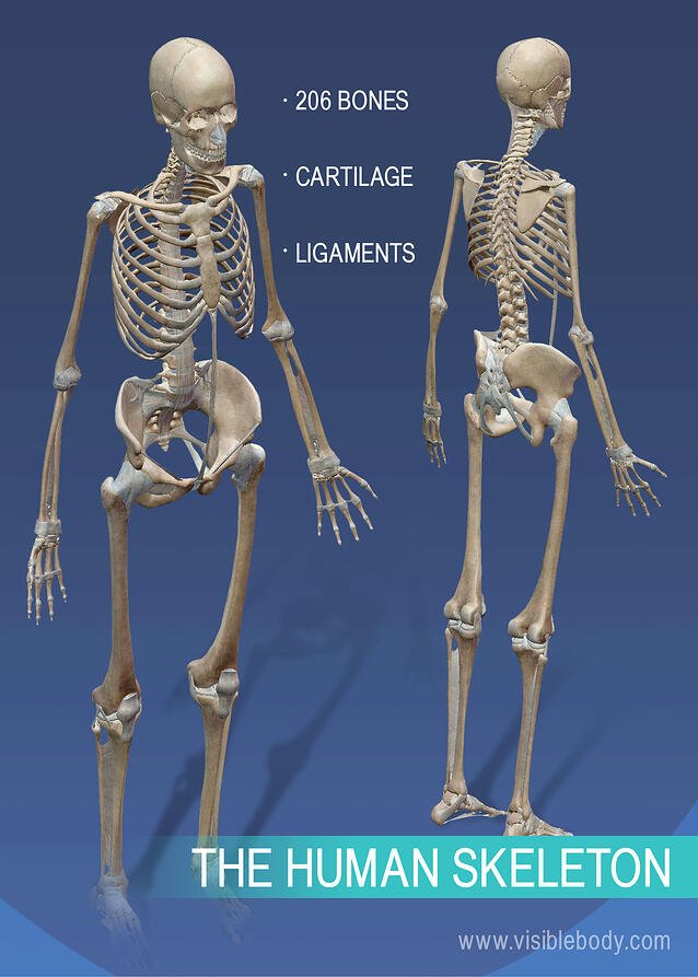 Detail Image Of Skeleton Nomer 2