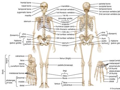 Detail Image Of Skeleton Nomer 15