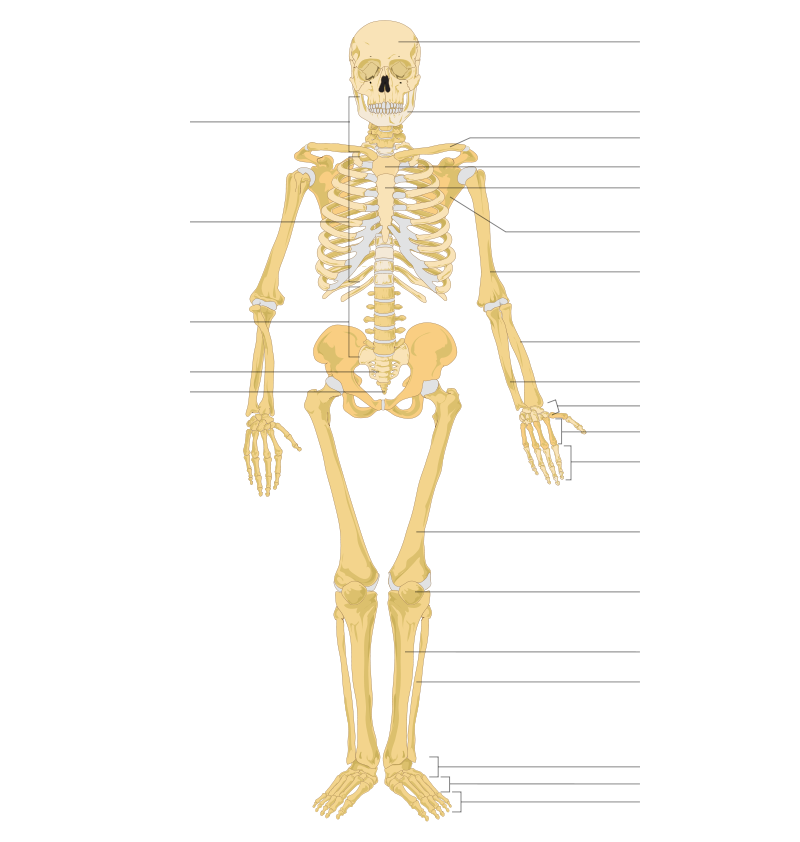 Detail Image Of Skeleton Nomer 17