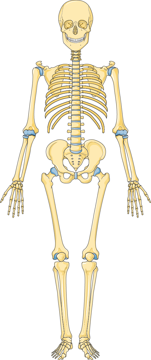 Detail Image Of Skeleton Nomer 26