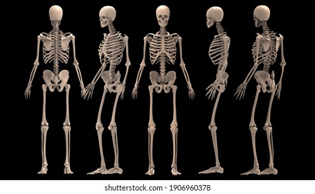 Detail Image Of Skeleton Nomer 29