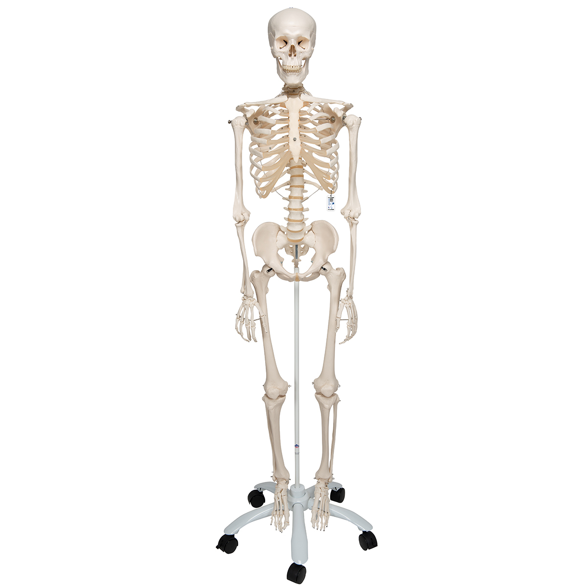 Detail Image Of Skeleton Nomer 4