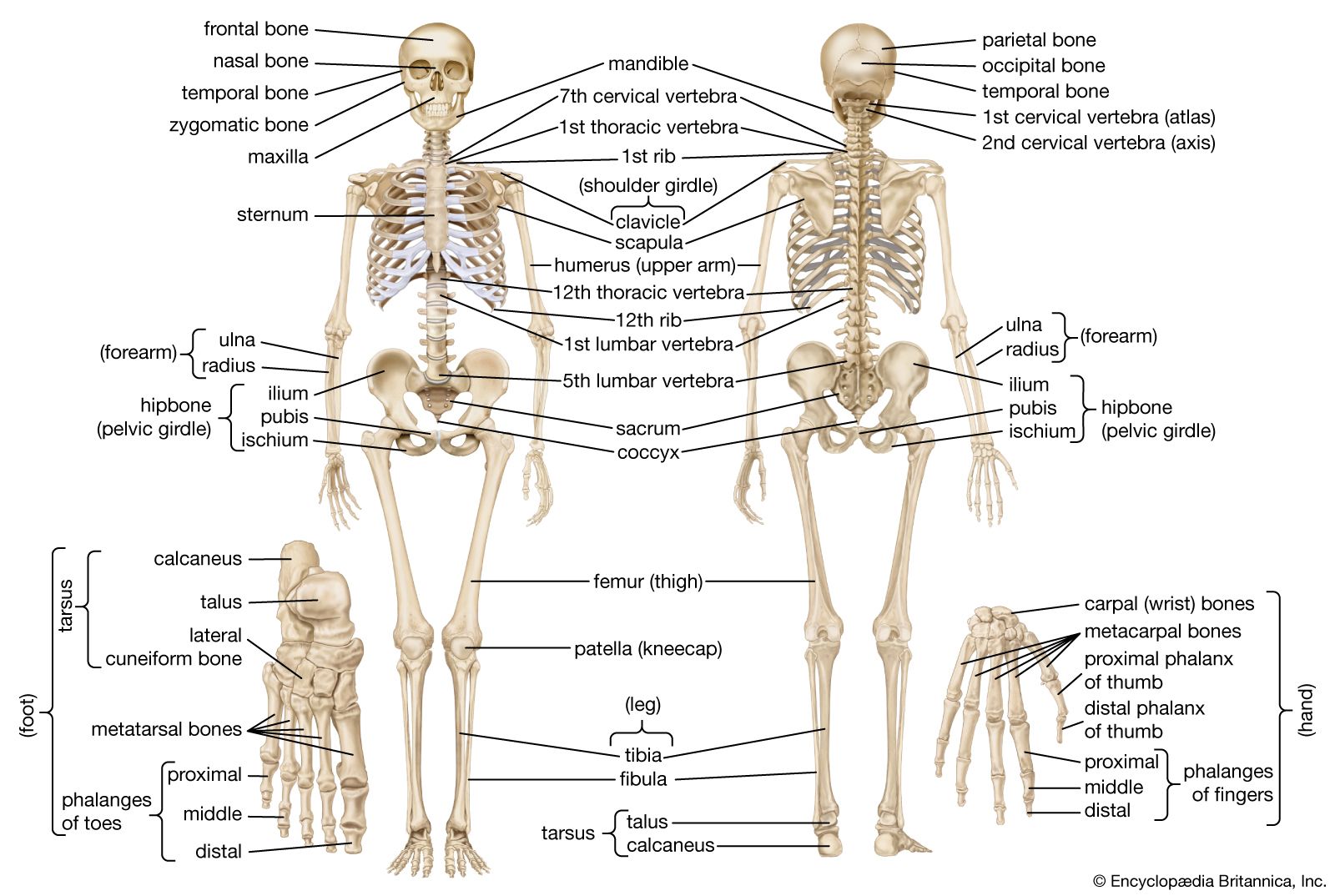 Detail Image Of Skeleton Nomer 33
