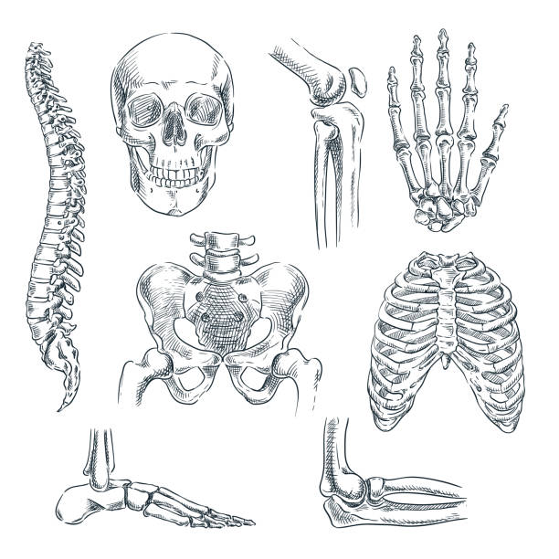 Detail Image Of Skeleton Nomer 37