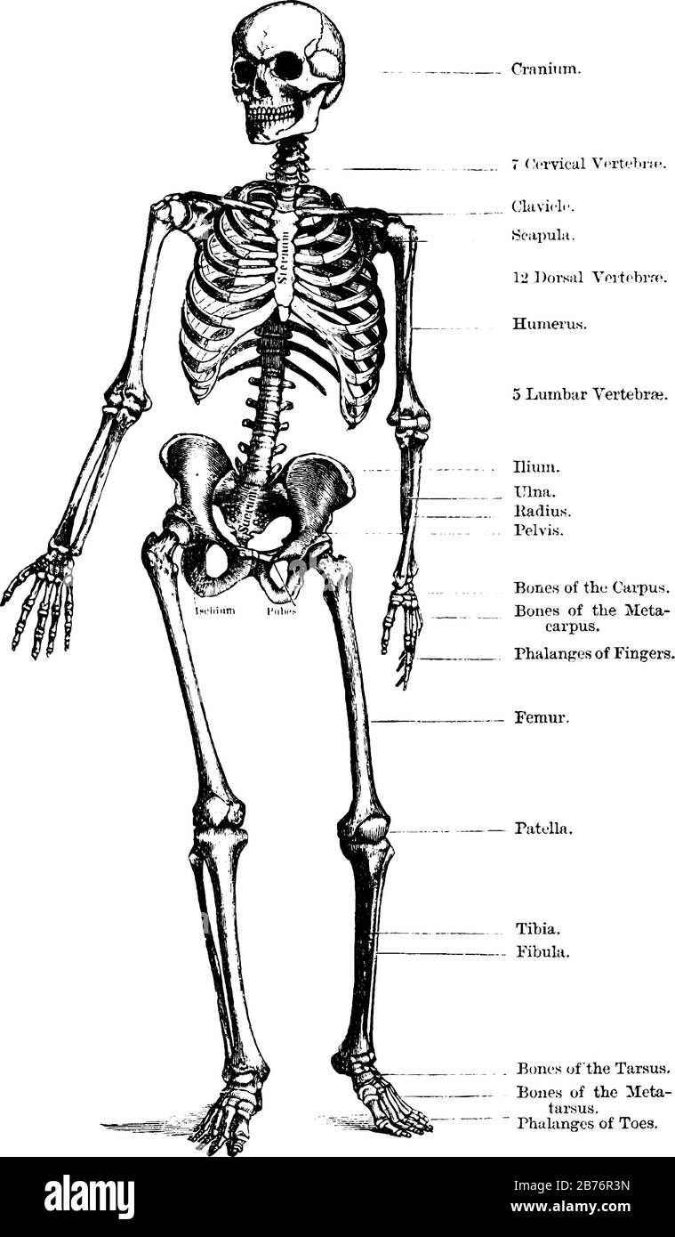 Detail Image Of Skeleton Nomer 44