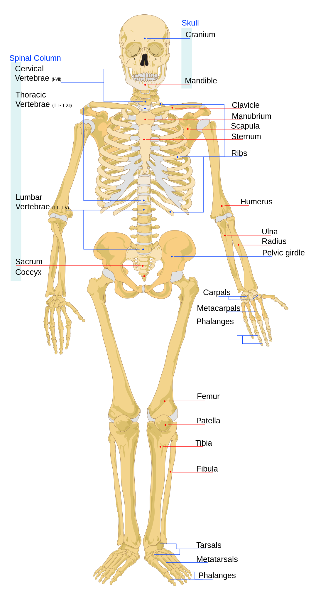 Detail Image Of Skeleton Nomer 6