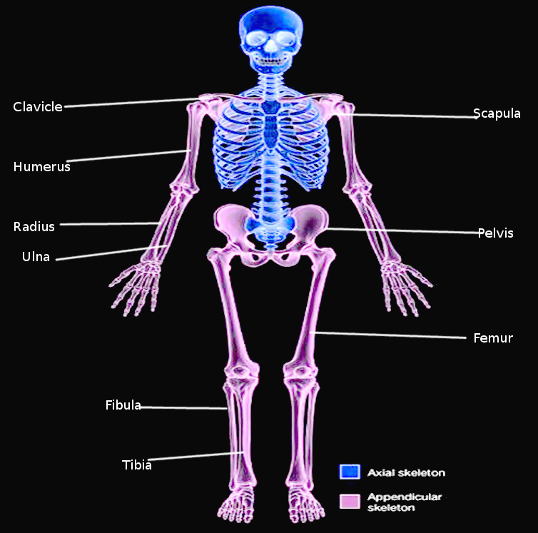 Detail Image Of Skeleton Nomer 51