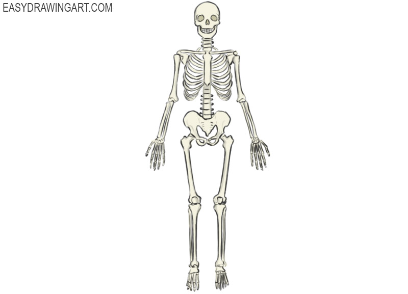 Detail Image Of Skeleton Nomer 53