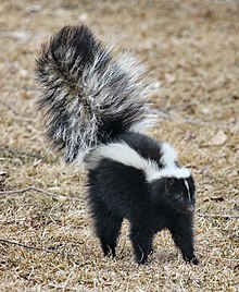 Image Of Skunk - KibrisPDR