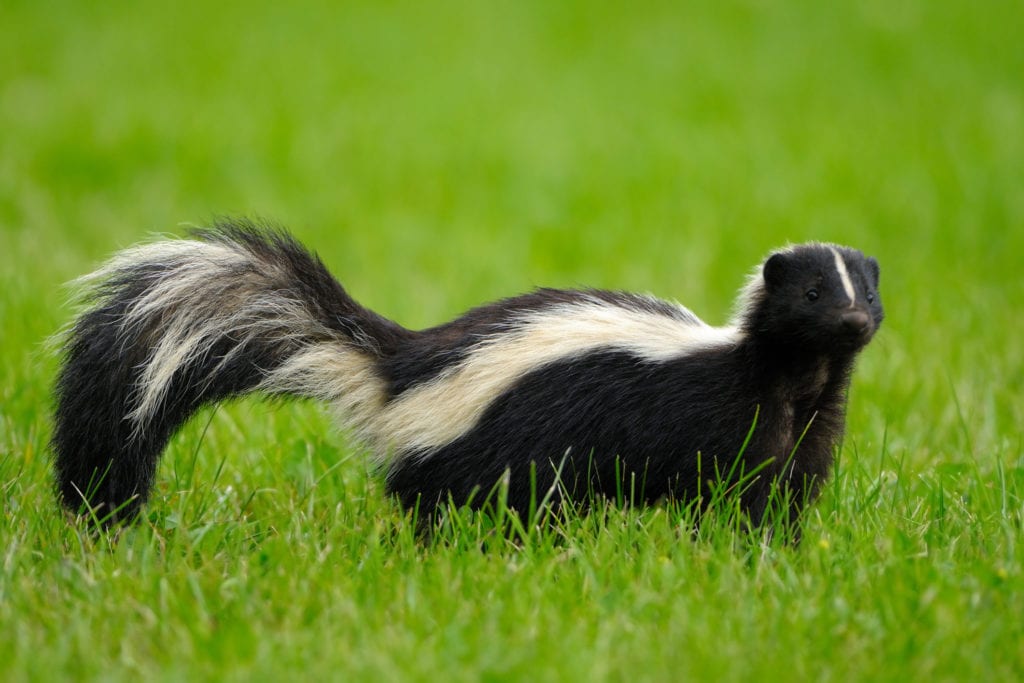 Image Of Skunks - KibrisPDR