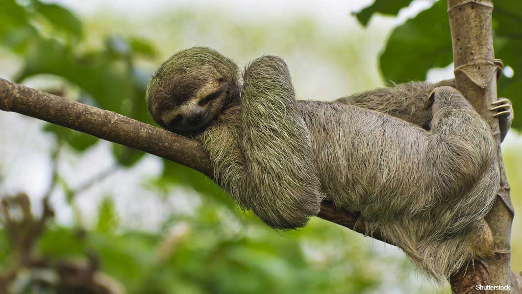 Detail Image Of Sloth Nomer 18