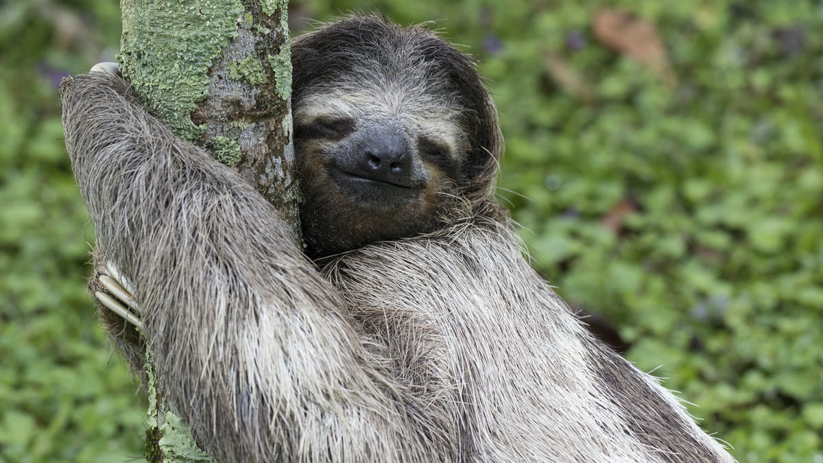 Detail Image Of Sloth Nomer 27