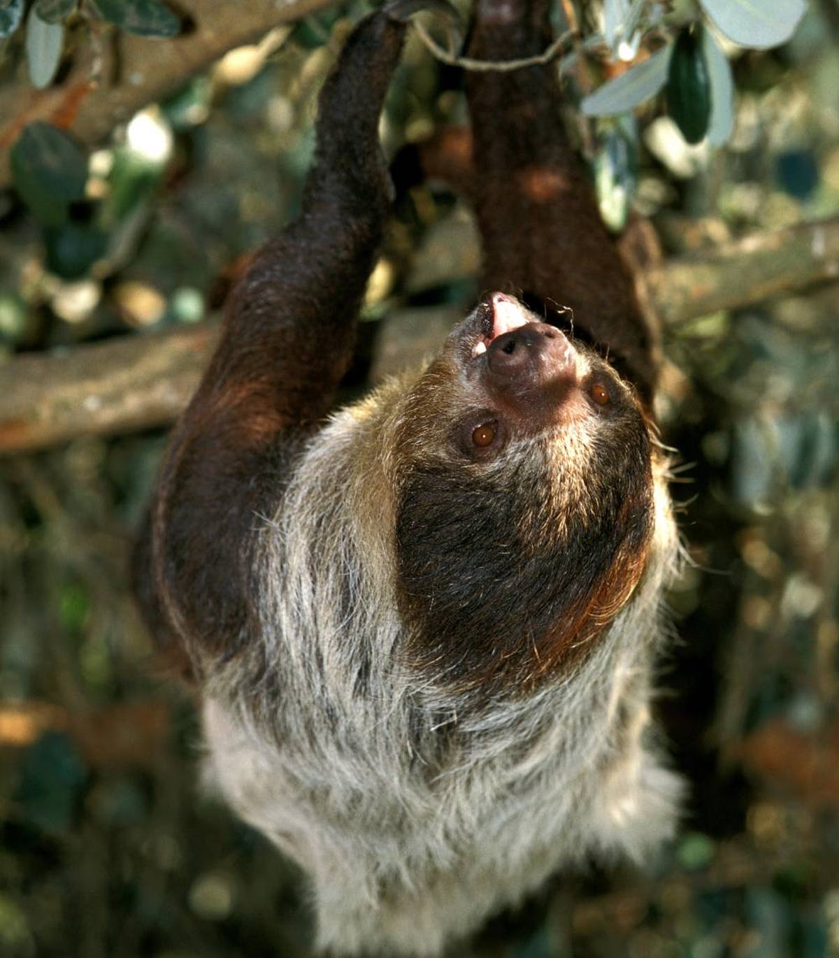 Detail Image Of Sloth Nomer 32