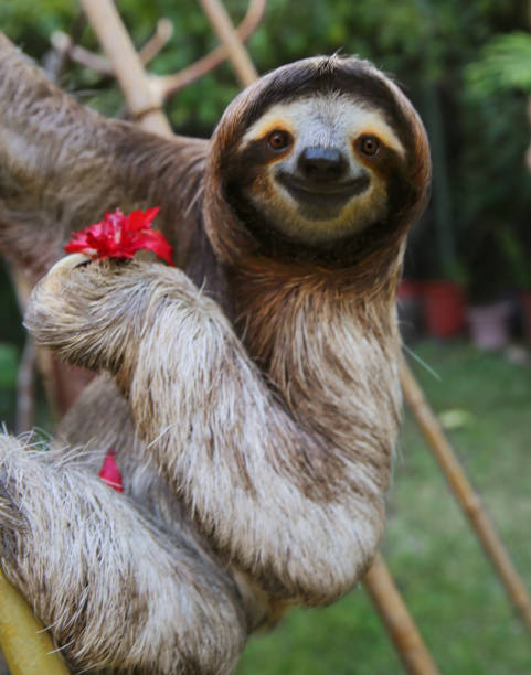 Detail Image Of Sloth Nomer 42