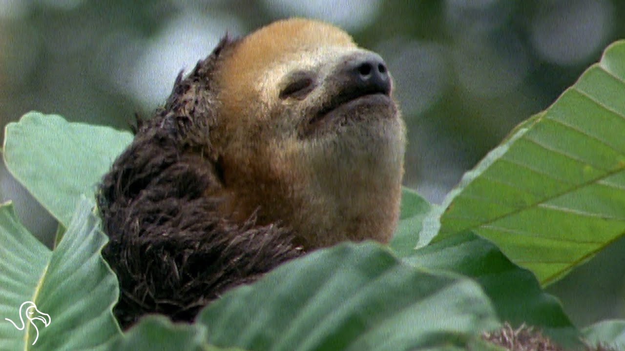 Detail Image Of Sloth Nomer 47