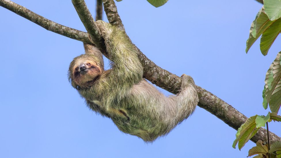 Detail Image Of Sloth Nomer 9