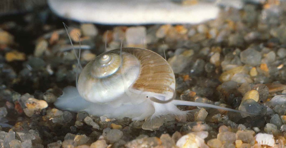 Detail Image Of Snail Nomer 53