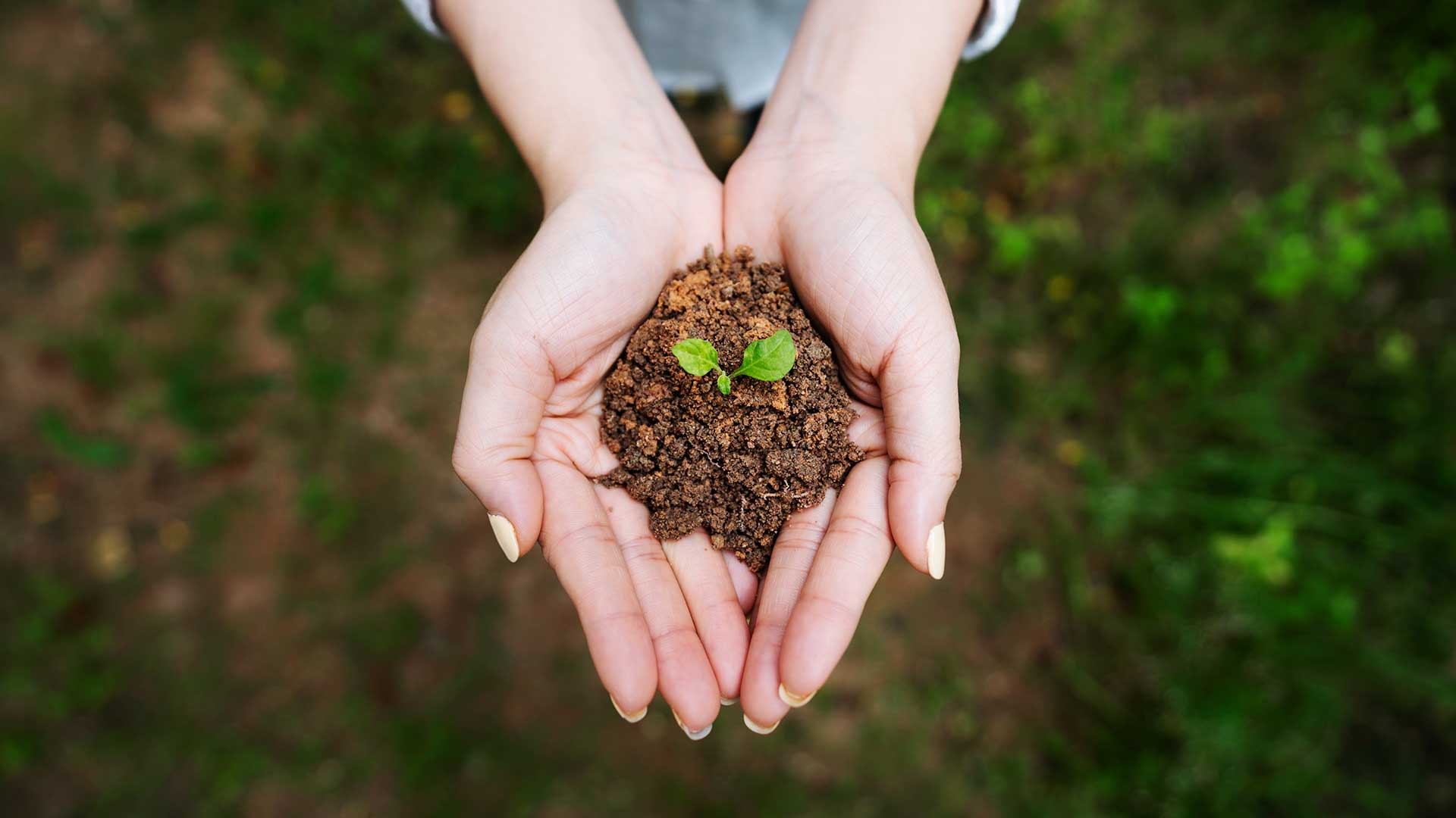 Detail Image Of Soil Nomer 19