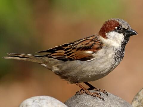 Image Of Sparrow - KibrisPDR