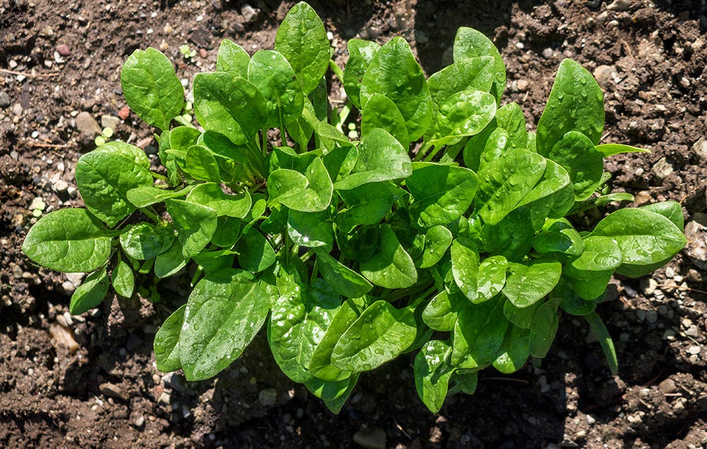 Detail Image Of Spinach Plant Nomer 2