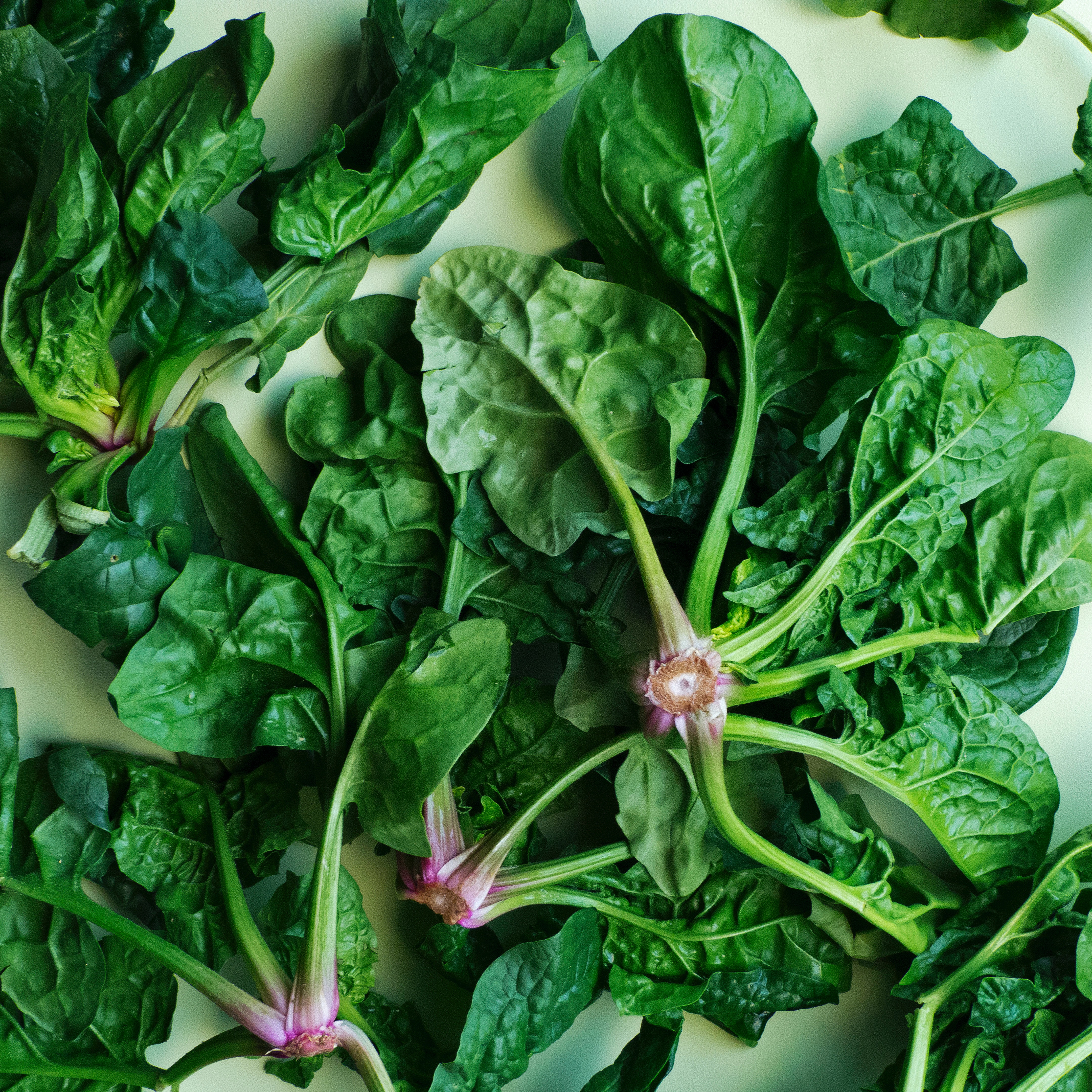 Detail Image Of Spinach Plant Nomer 21