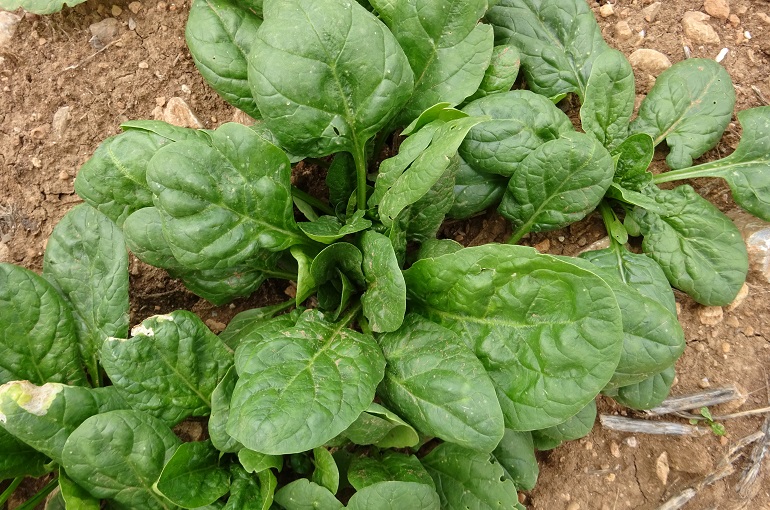 Detail Image Of Spinach Plant Nomer 23