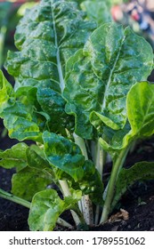 Detail Image Of Spinach Plant Nomer 30