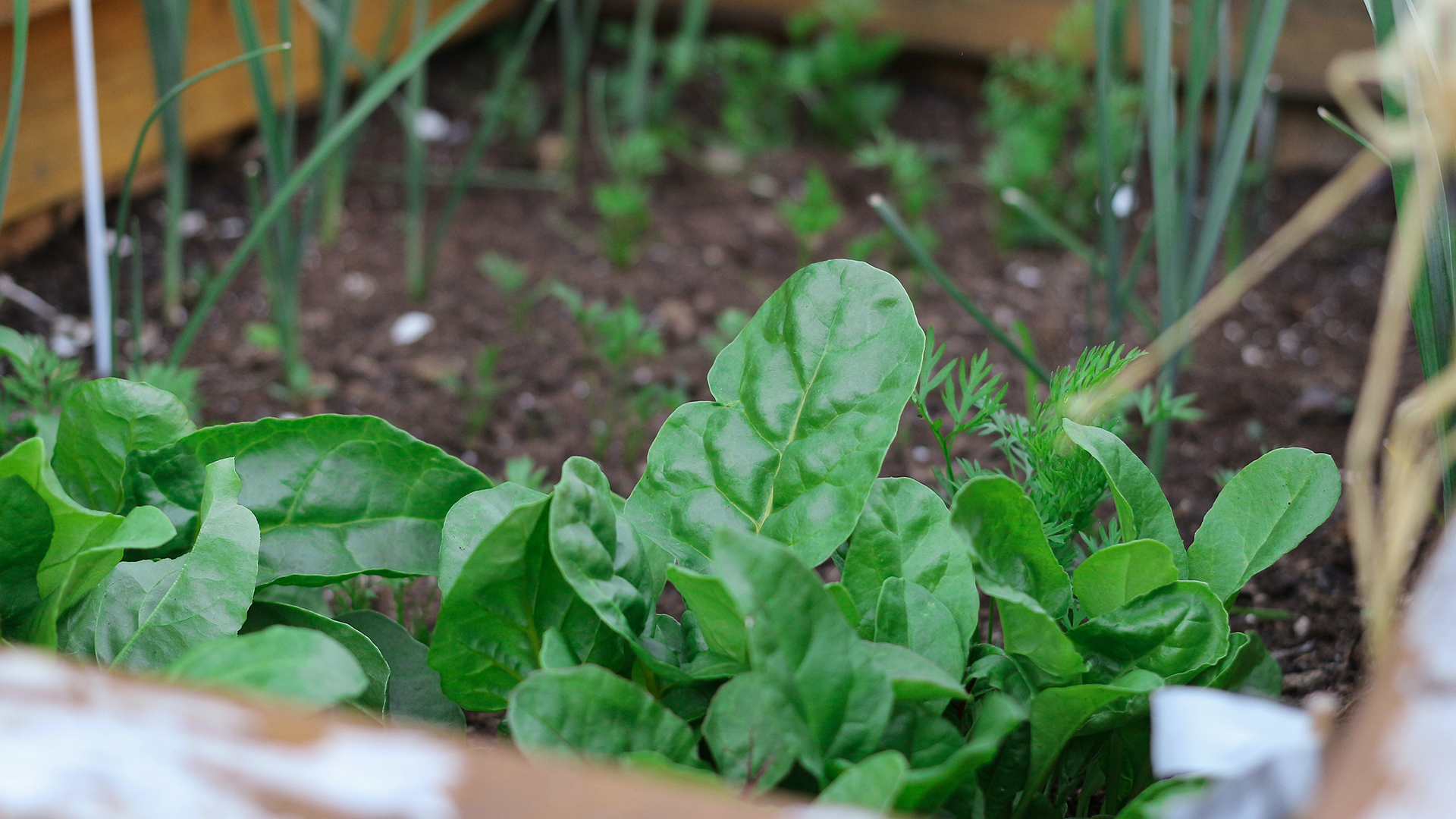 Detail Image Of Spinach Plant Nomer 34