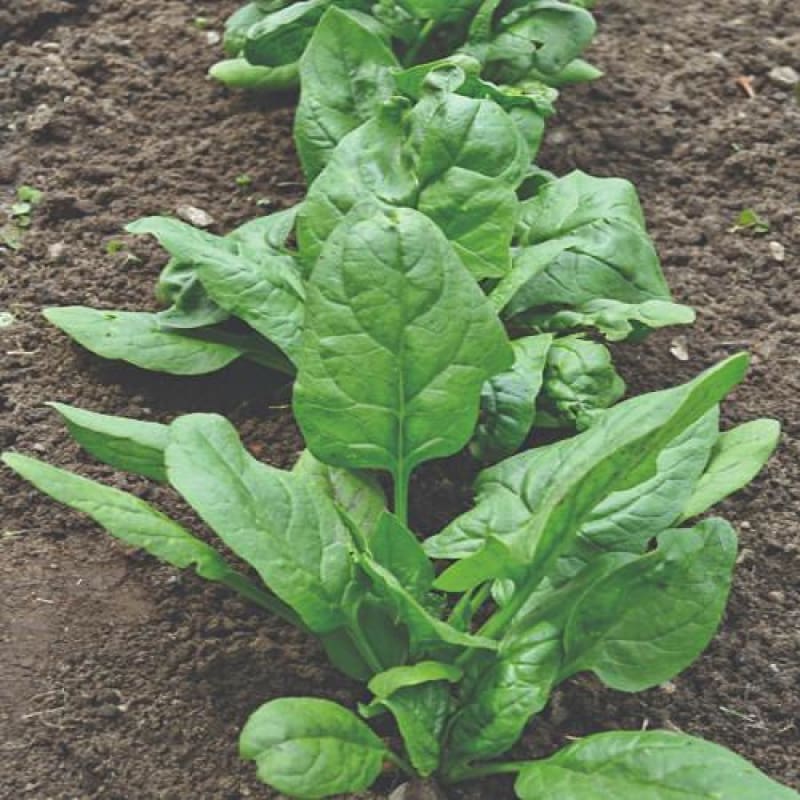 Detail Image Of Spinach Plant Nomer 38