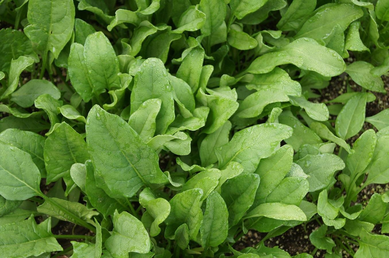 Detail Image Of Spinach Plant Nomer 40