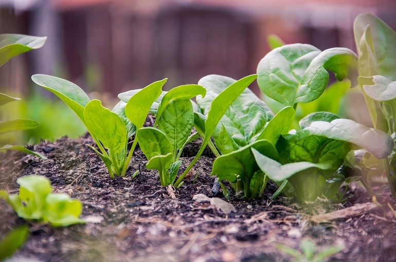 Detail Image Of Spinach Plant Nomer 45