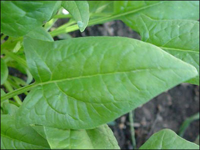 Detail Image Of Spinach Plant Nomer 48