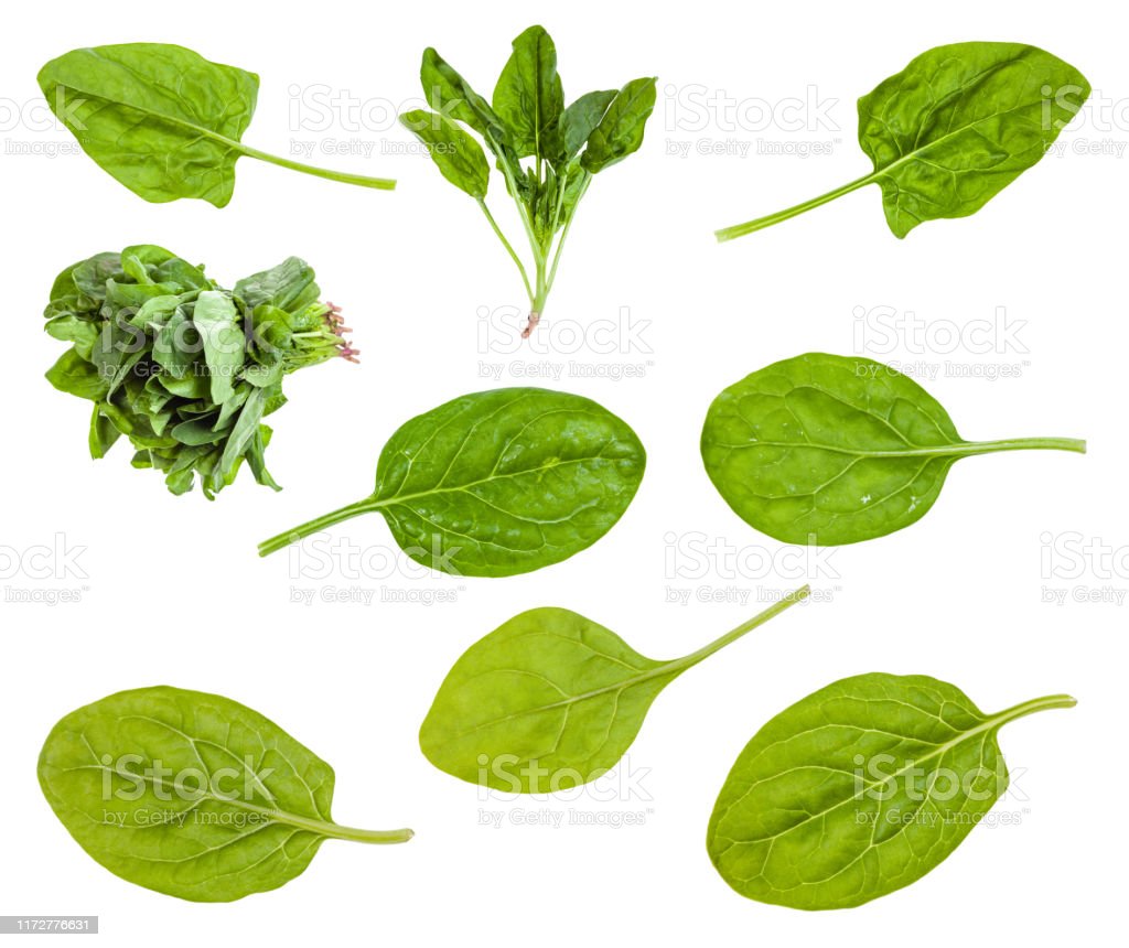 Detail Image Of Spinach Plant Nomer 54