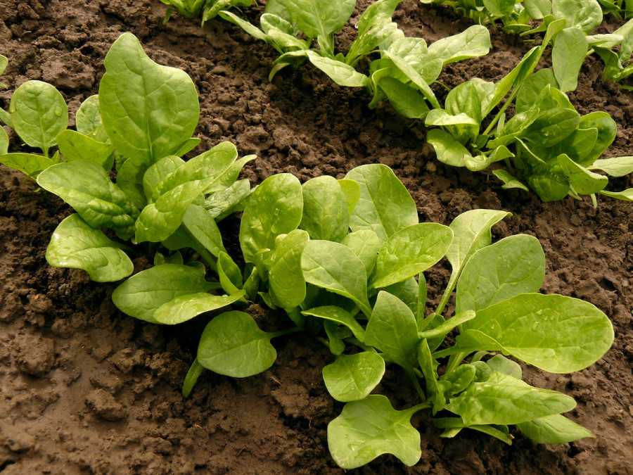 Detail Image Of Spinach Plant Nomer 9
